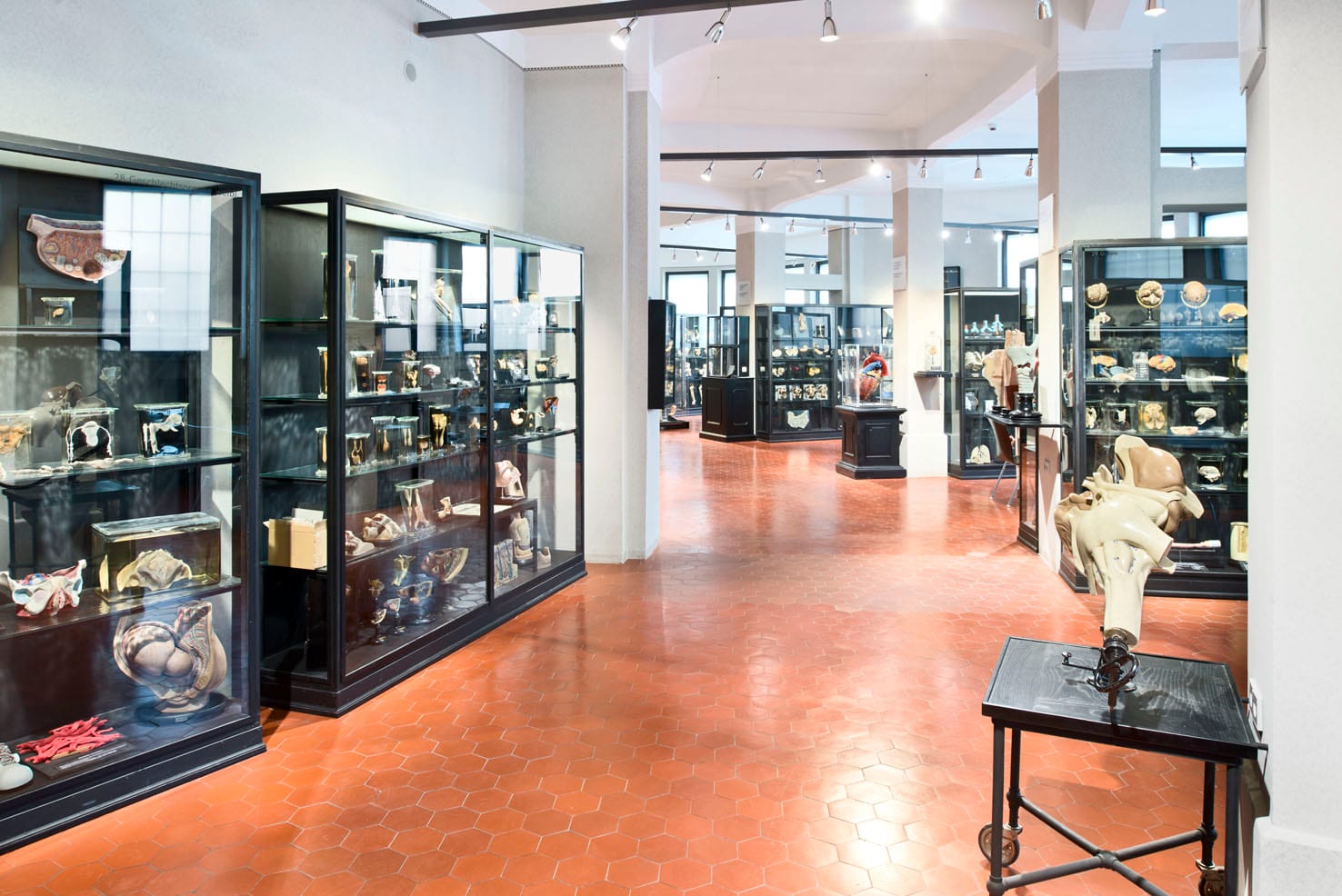 Innenansicht eines hellen Museums mit Vitrinen