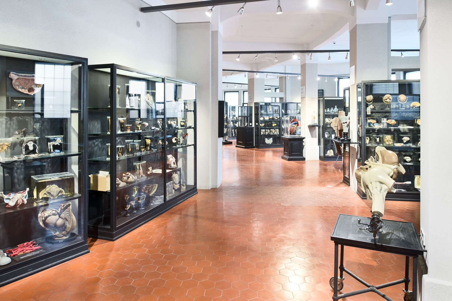 Innenansicht eines hellen Museums mit Vitrinen